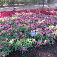 Impatiens, hybrid Big Bounce Pink - Image 2