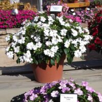 Impatiens, hybrid Big Bounce White - Image 2