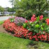 Impatiens, hybrid SunPatien Compact Hot Coral - Image 3