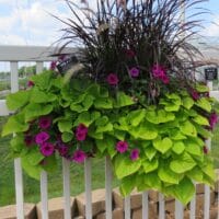 Ipomoea (Sweet Potato) Marguerite - Image 2