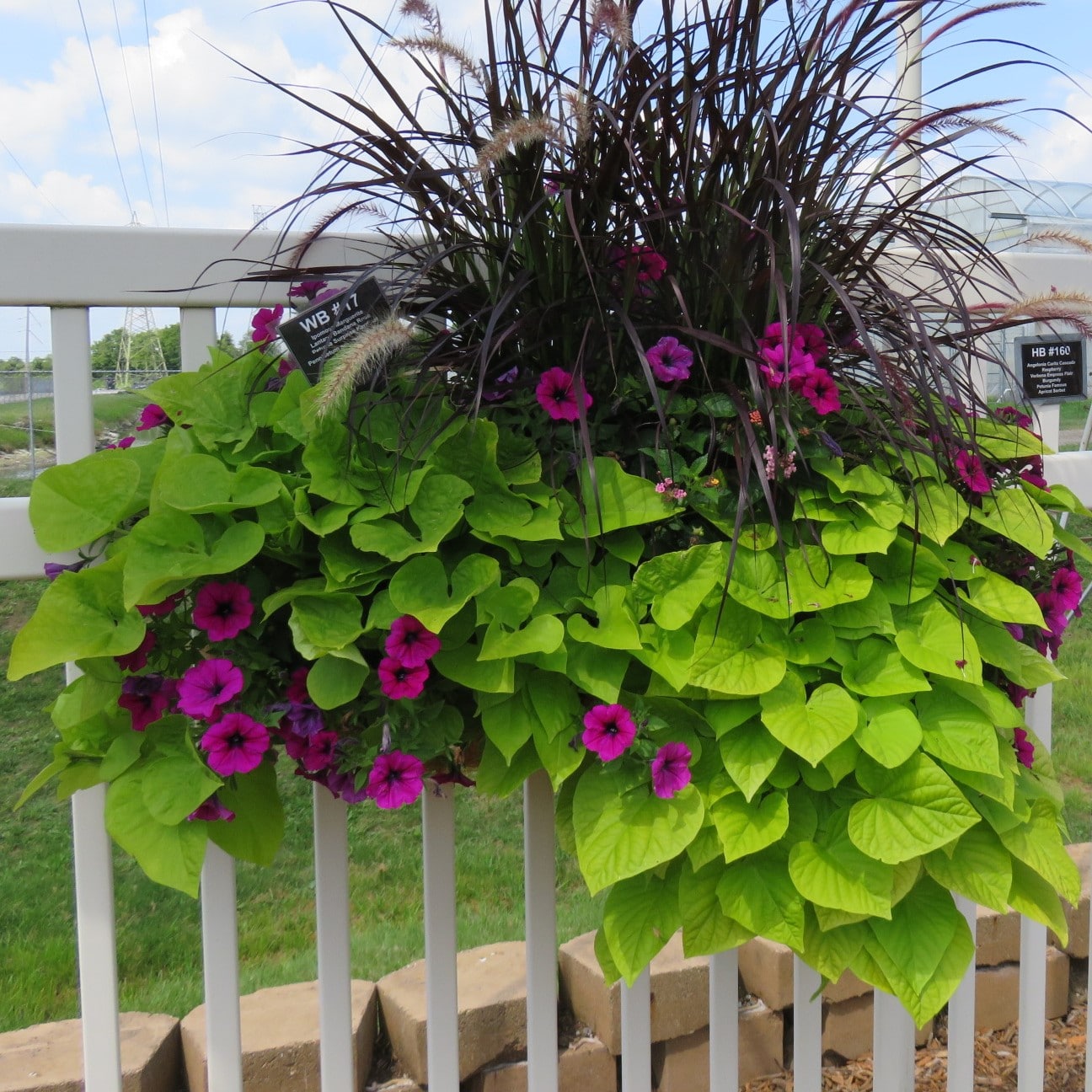 Ipomoea (Sweet Potato) Marguerite - RCOP