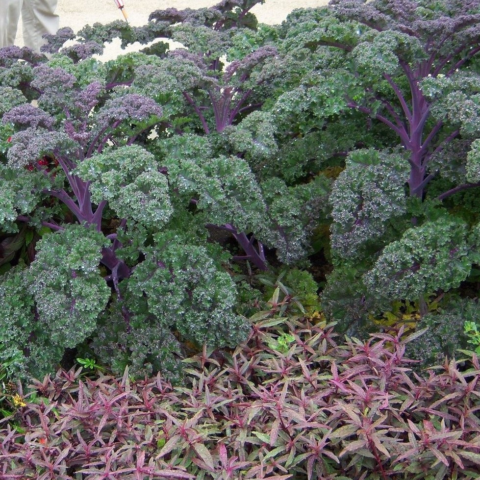 Kale, ornamental Redbor - RCOP
