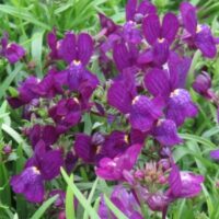 Linaria Fantasista Blue