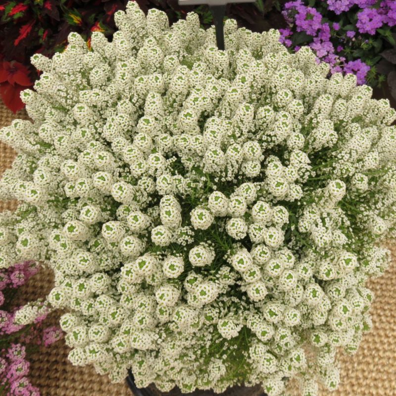 Lobularia Easy Breezy White RCOP