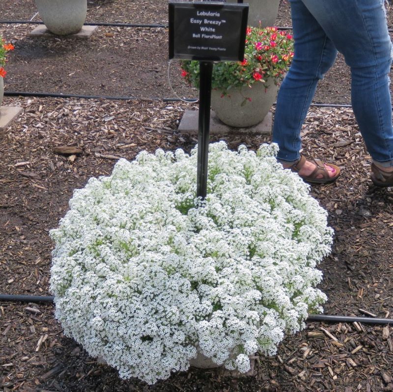 Lobularia Easy Breezy White RCOP