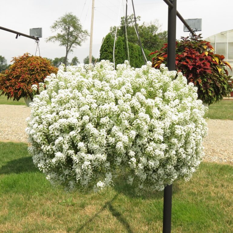 Lobularia Easy Breezy White RCOP