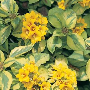 Lysimachia Variegated