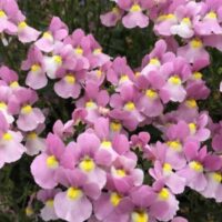 Nemesia Aromance Pink