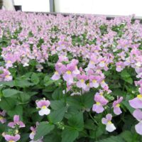 Nemesia Aromance Pink - Image 2