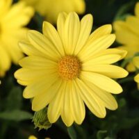 Osteospermum Voltage Yellow