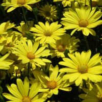 Osteospermum Voltage Yellow - Image 2