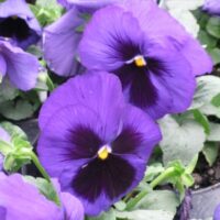 Pansy Delta Premium Blue with Blotch