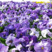 Pansy Delta Premium Lavender Blue Shades - Image 2