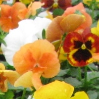 pansy delta pumpkin pie mix