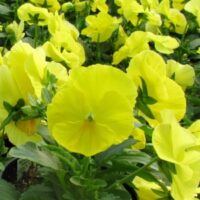 Pansy Delta Premium Pure Lemon