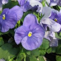 Pansy Delta Premium Pure Light Blue