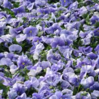 Pansy Delta Premium Pure Light Blue - Image 2