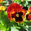 Pansy Matrix Solar Flare