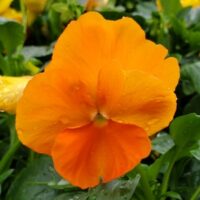 Pansy Spring Matrix Deep Orange