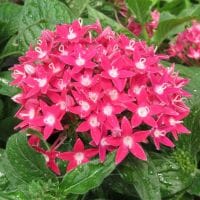 Pentas Butterfly Deep Rose - RCOP