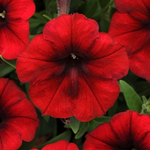 Petunia Easy Wave Red Velour - RCOP