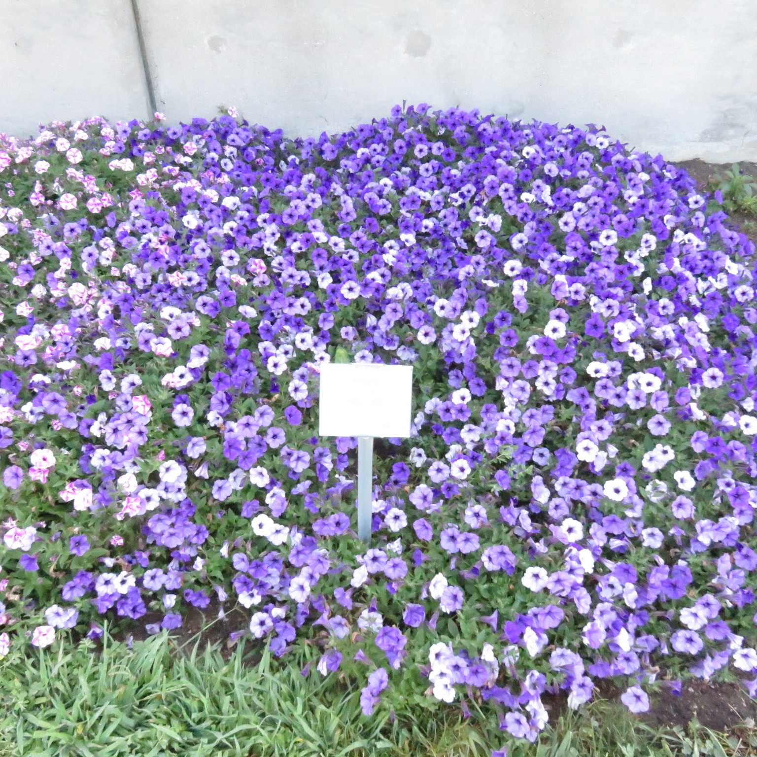 Petunia Easy Wave Lavender Sky Blue RCOP