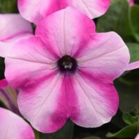 Petunia Headliner Raspberry Star