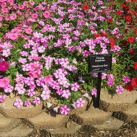 Petunia Headliner Raspberry Star - Image 2