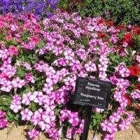 Petunia Headliner Raspberry Star - Image 3