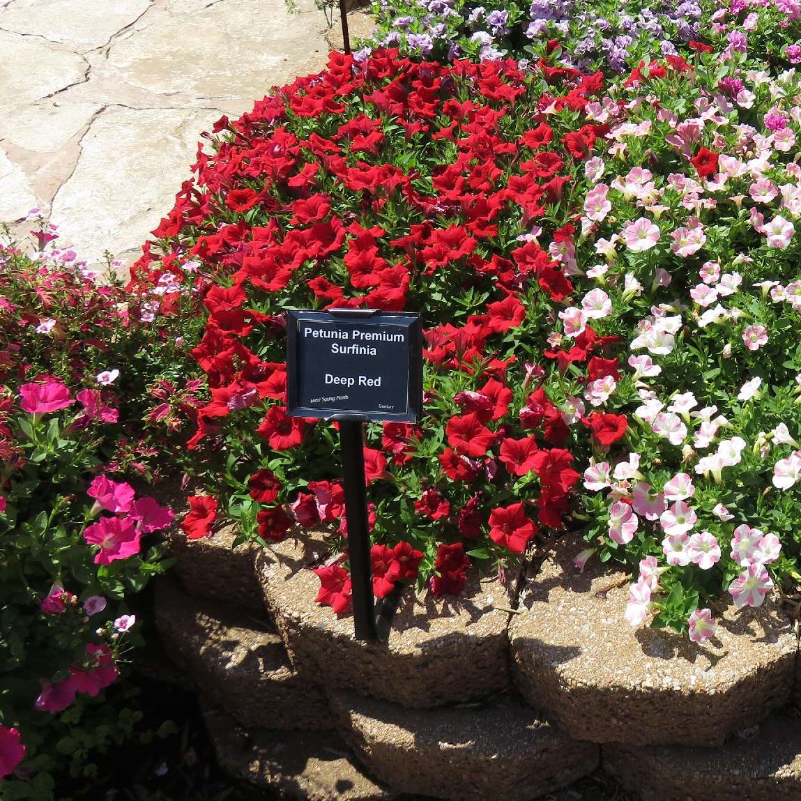 Continental flyde over Beliggenhed Petunia Surfinia Deep Red - RCOP