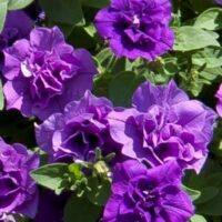 Petunia SweetSunshine Provence