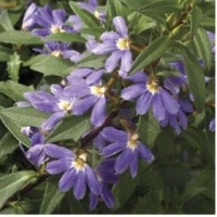 Scaevola Bombay Dark Blue - RCOP