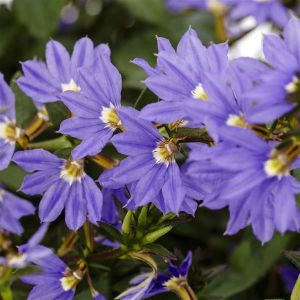 Scaevola Fanatix Dark Blue