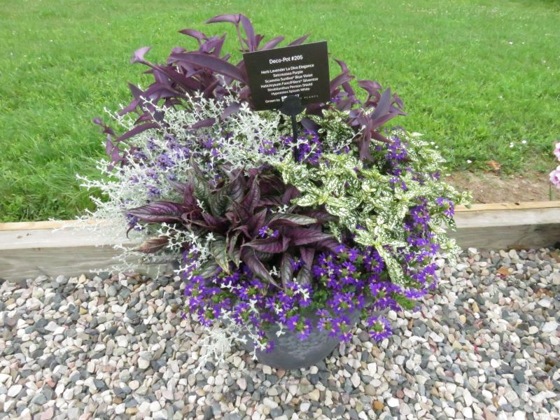 Scaevola Surdiva Blue Violet Imp. - Image 6