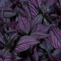 Strobilanthes Persian Shield