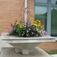 Strobilanthes Persian Shield - Image 2