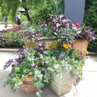 Strobilanthes Persian Shield - Image 3