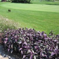 Strobilanthes Persian Shield - Image 5