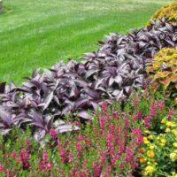 Strobilanthes Persian Shield - Image 6