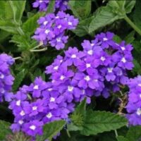 Verbena, spreading Lanai Blue