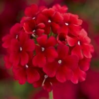 Verbena, spreading Lanai Early Dark Red