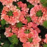 Verbena, spreading Lanai Peach