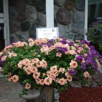 Verbena, spreading Lanai Peach - Image 2