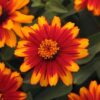 Zinnia Zahara Sunburst
