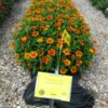 Zinnia Zahara Sunburst - Image 2