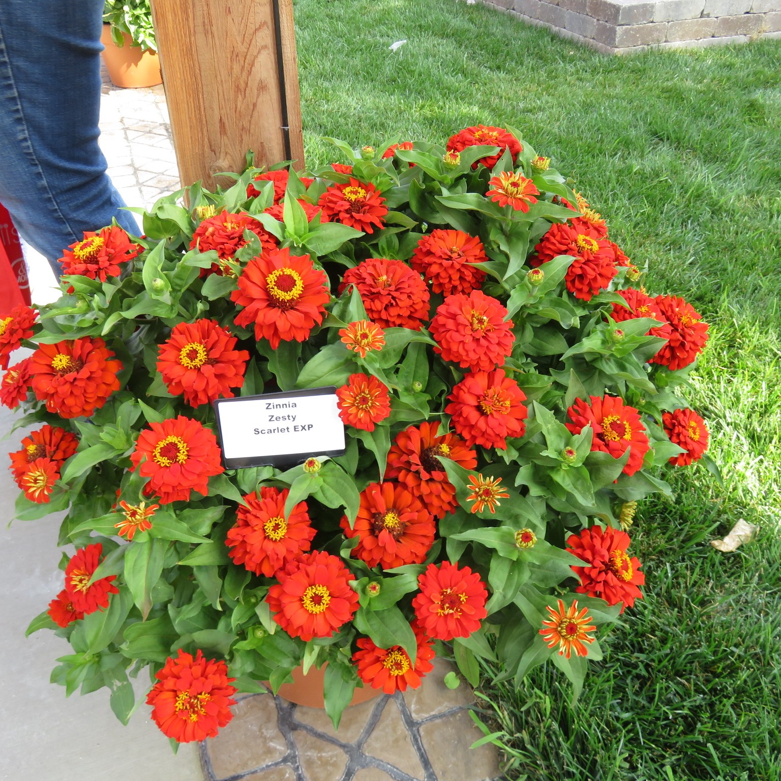 Zinnia Zesty Scarlet