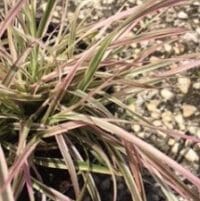 Grass, Pennisetum Cherry Sparkler