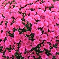 Hardy Garden Mum Jazzberry Pink - RCOP