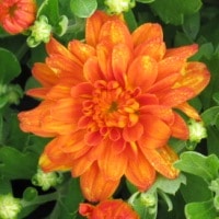 Hardy Garden Mum Pumpkin Pie - RCOP