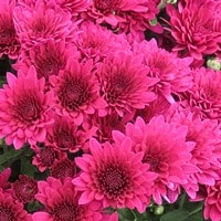 Hardy Garden Mum Morgana Purple - RCOP